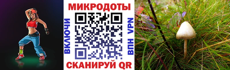 Псилоцибиновые грибы Psilocybe  Енисейск 